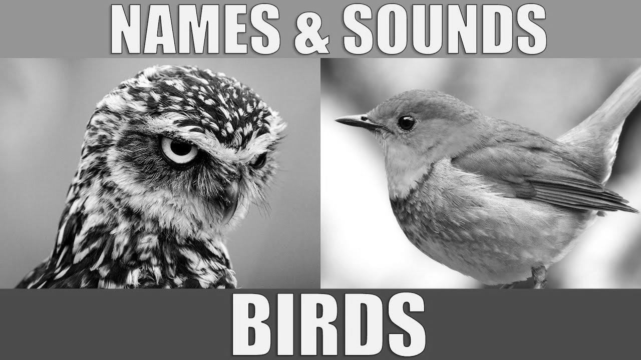 BIRDS Names and Sounds – Learn Bird Species in English