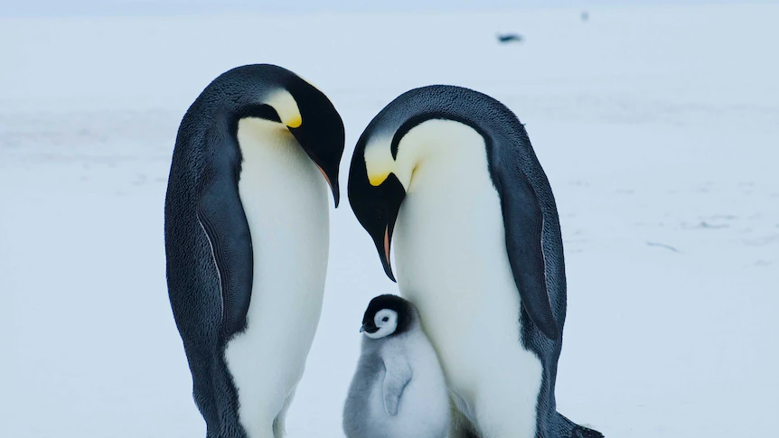 Emperor penguin at critical risk of extinction due to climate change