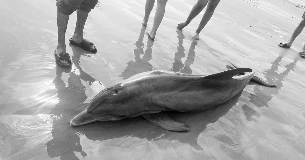 Rewards offered after dolphin ‘harassed to demise’ on Texas beach, one other impaled in Florida