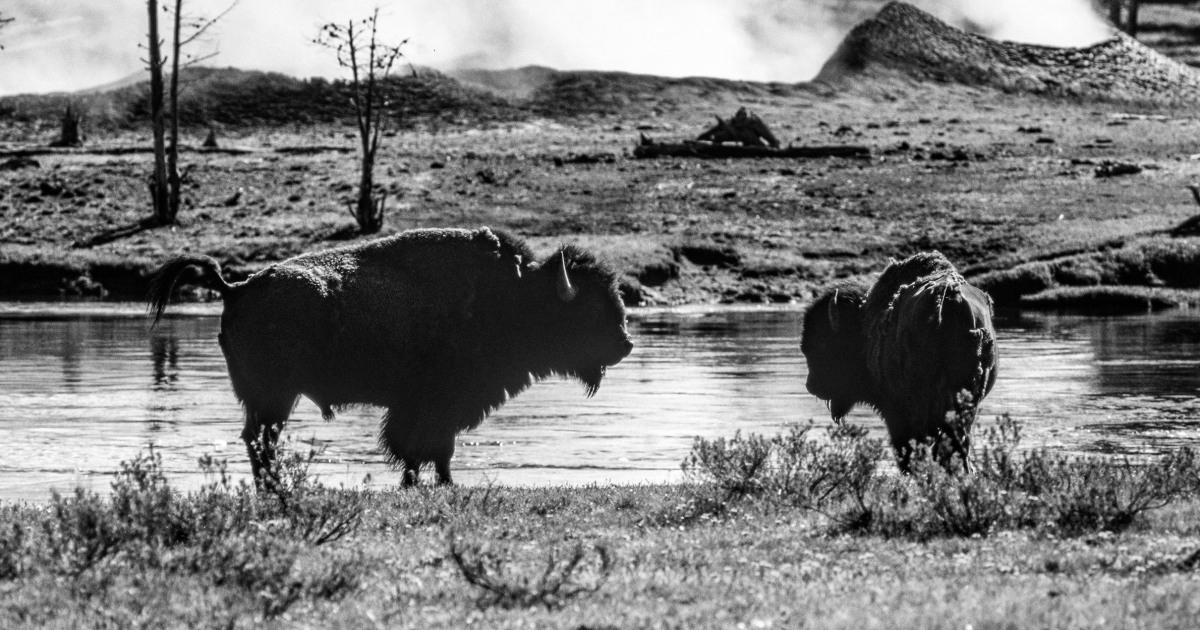 Bison gores Yellowstone customer, tosses her 10 ft, park officers say