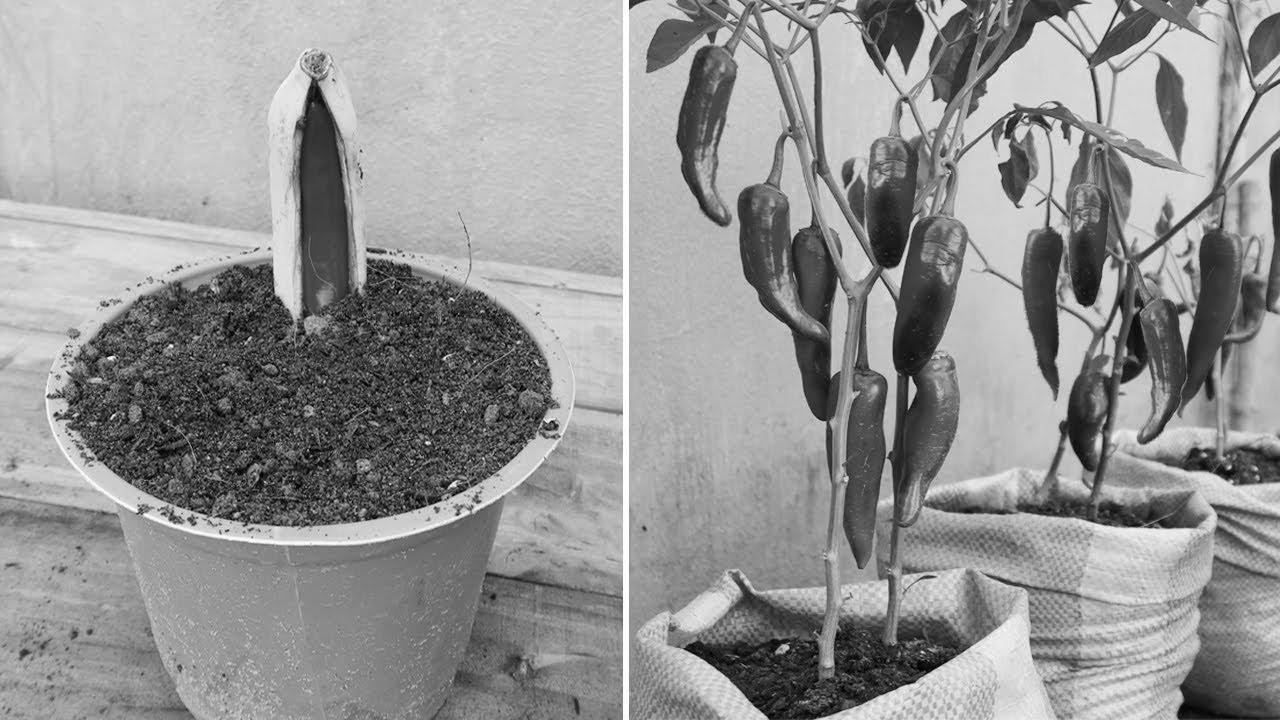 New gardening technique |  How one can propagate chili peppers in bananas